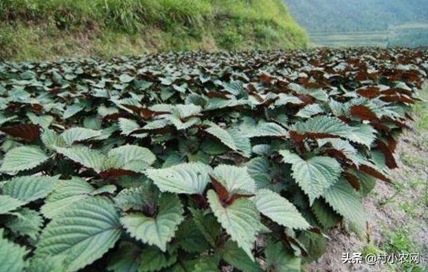 农村开山种什么最赚钱,农村种植什么最赚钱年入十几万