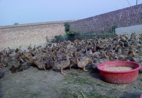 冬天养蛋鸭困难又危险，几个饲养原则大家必须要记住