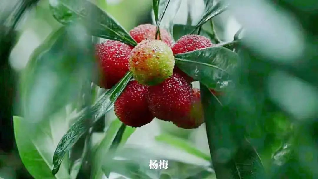 四季苏州|初夏“梅”好相遇,来西山度过酸酸甜甜的一天