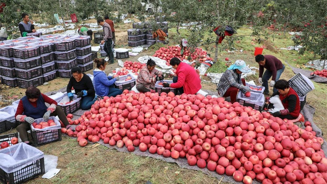 揭秘网红直播卖货,网红直播卖货记录