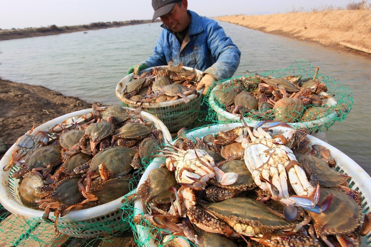 买螃蟹时，专挑这4种螃蟹，个个肥美多膏，强壮有活力