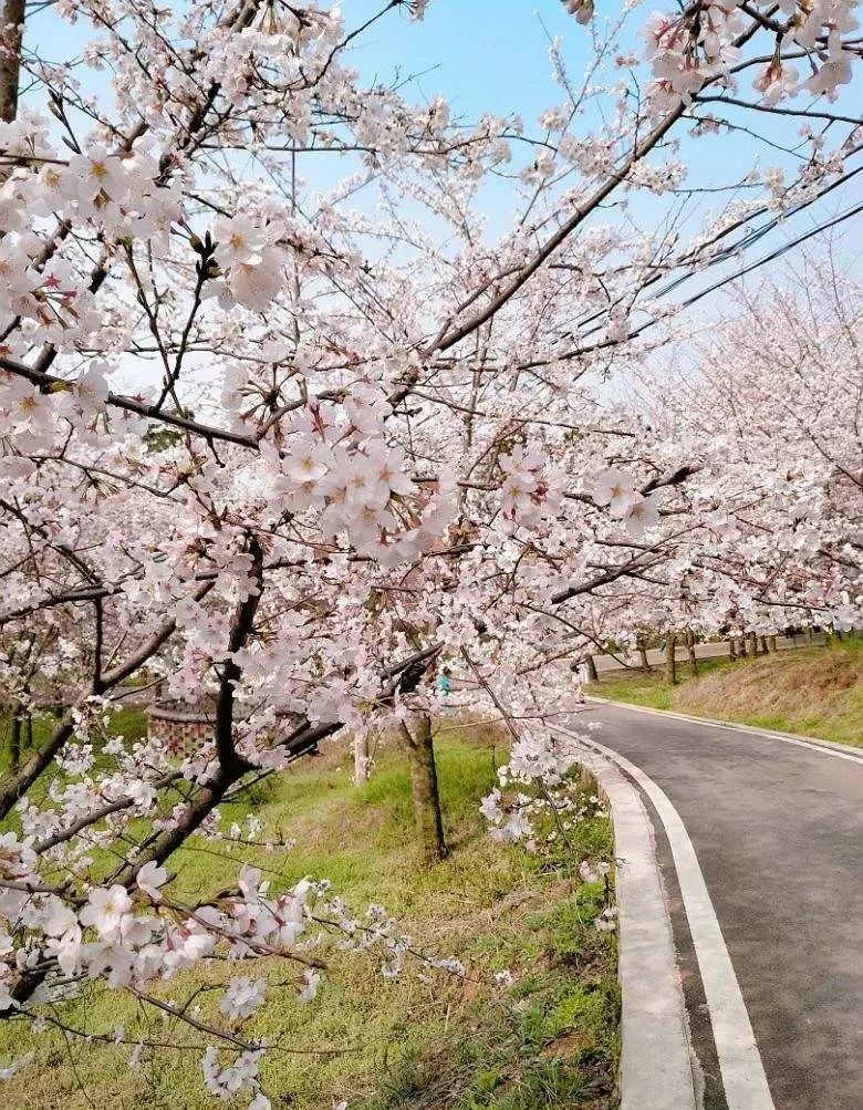 世界最大的樱花园,世界最大的樱花园在贵州吗