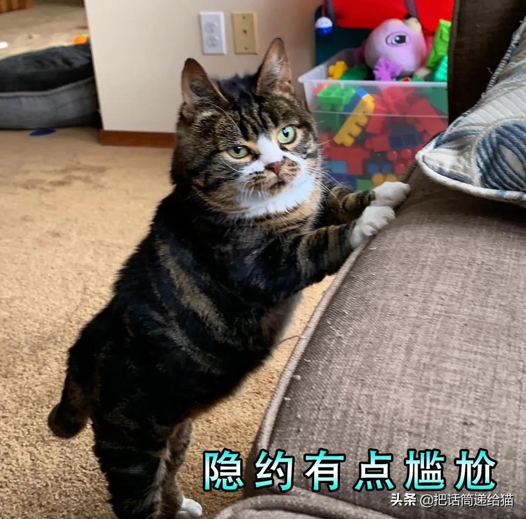 猫兄妹可爱视频,矮脚猫兄妹