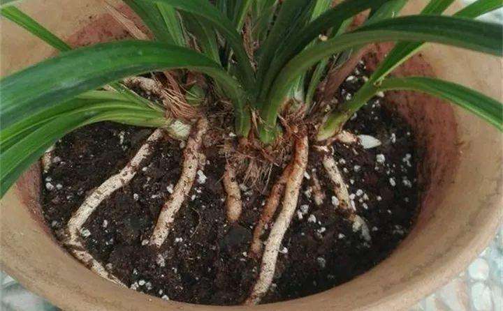 不值钱的松果图片,不值钱的松果图片大全