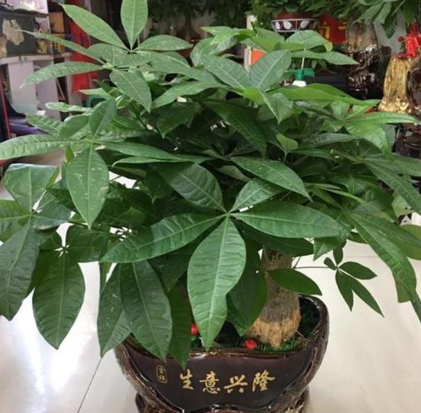怎么管理发财树才长得好,盆栽发财树怎么养护与浇水方法