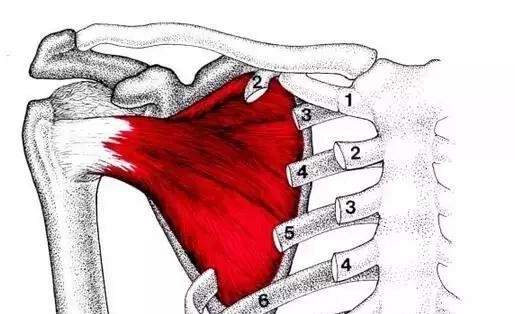 中医怎么看肩膀冈上肌疼痛,肩膀冈上肌疼痛