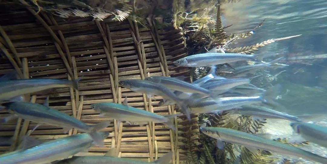 美丽云南抚仙湖,带你看云南玉溪抚仙湖美景