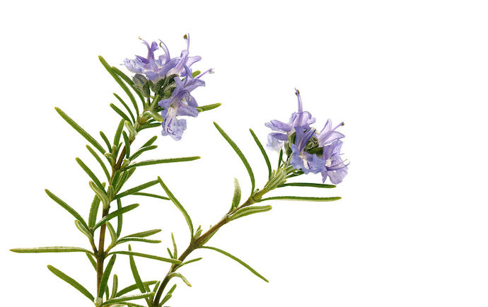 八种身兼多职的鲜花，既是鲜花又是香料！