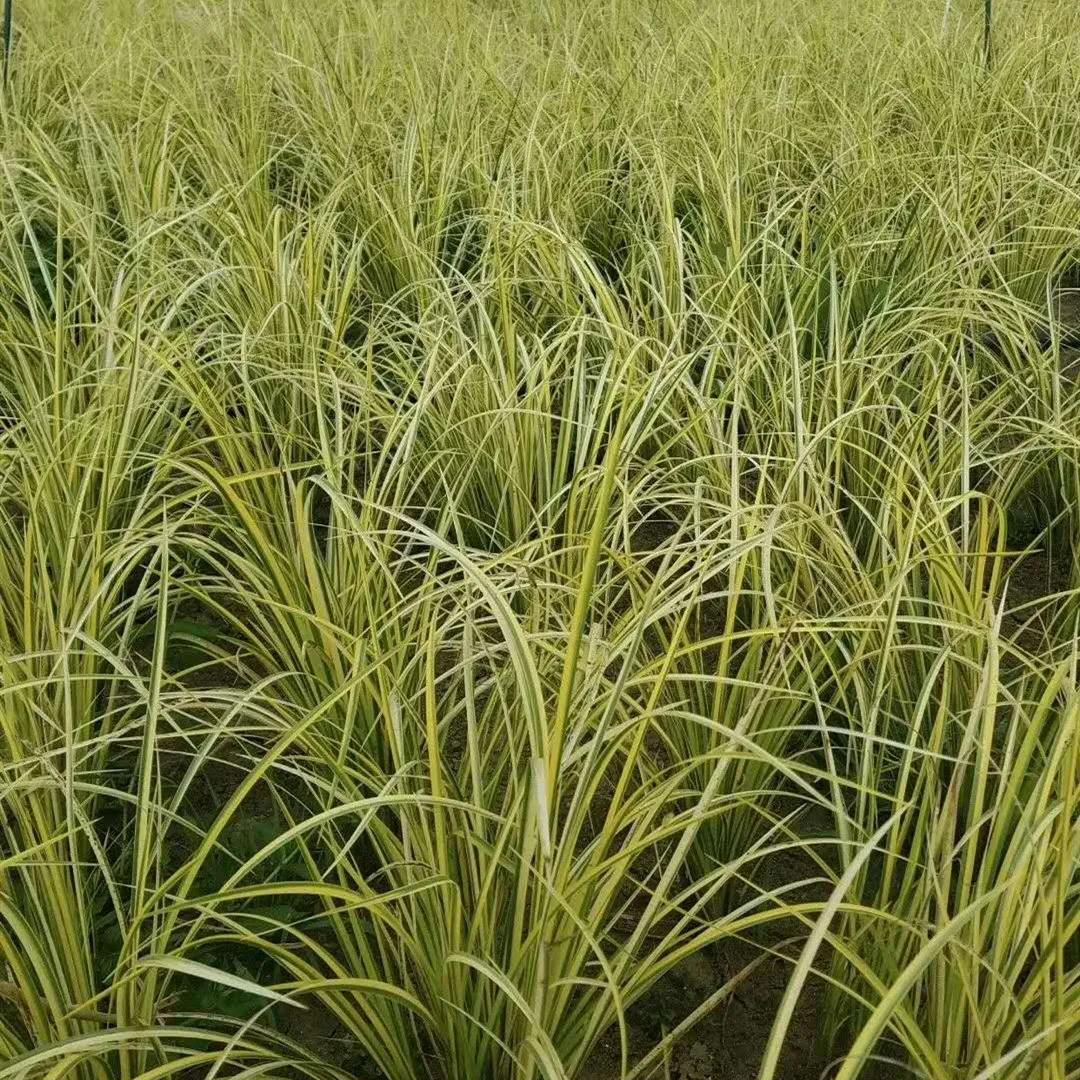 鑻椾粨浼氬憳,鑻椾粨浼氬憳鏈嶅姟