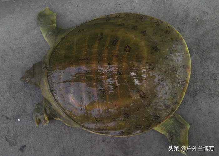 甲鱼针钓甲鱼的技巧,怎样用甲鱼钩钓甲鱼