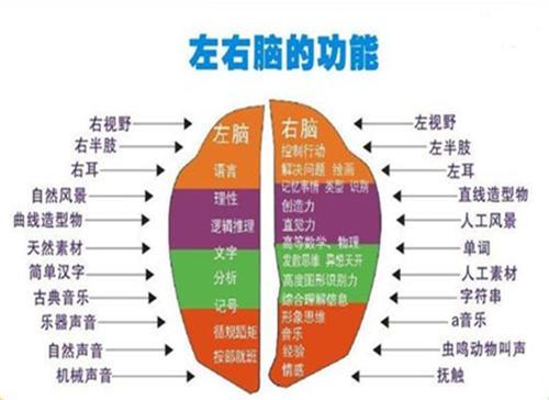全脑开发上中下,引领全脑开发