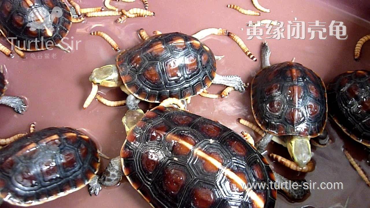 黄缘龟和黄缘闭壳龟有什么区别,原种黄缘龟和下山黄缘区别