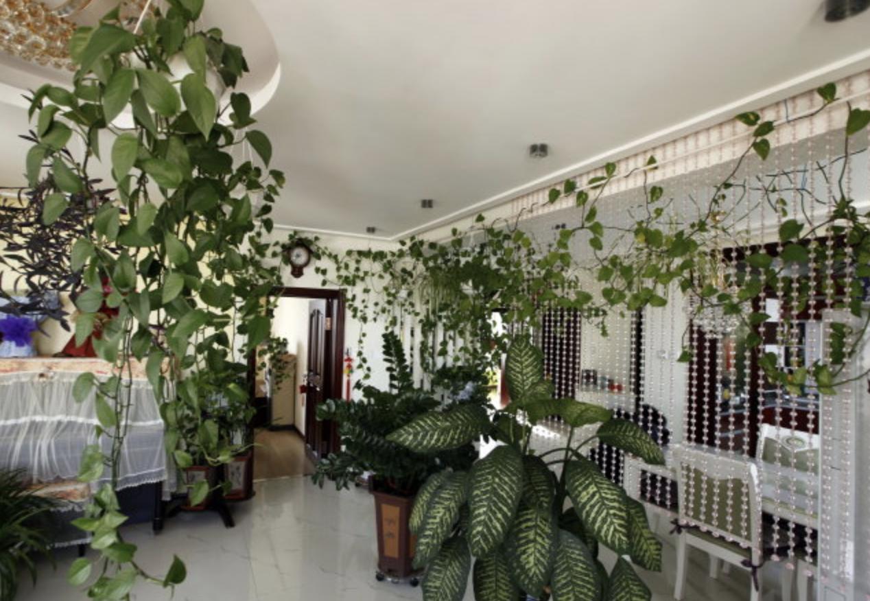 会爬墙的绿萝怎么养,绿萝爬墙经验