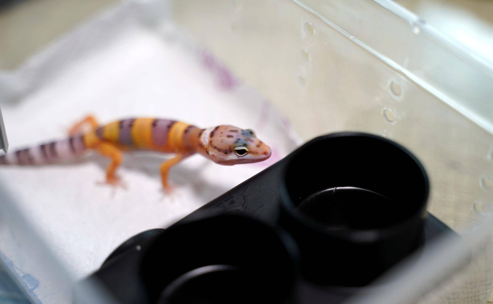 饲养可爱又呆萌傻傻的豹纹守宫,如何饲养好一只豹纹守宫