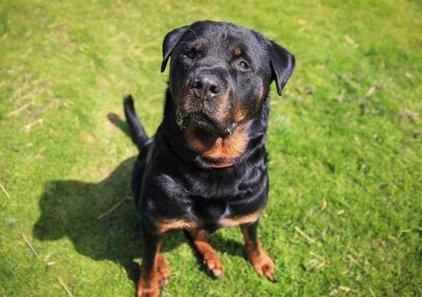 罗威纳挑食如何处理,罗威纳挑食怎么办