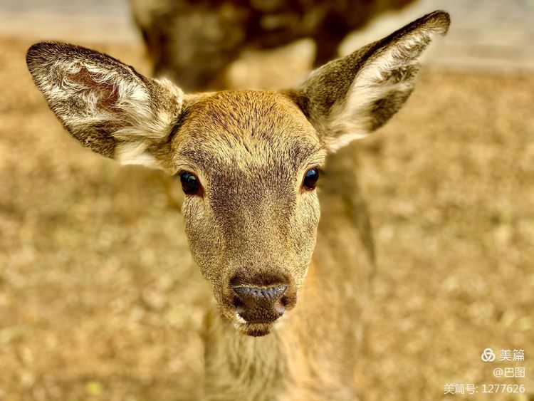 洛阳市宜阳凤凰岭射箭,宜阳县凤凰岭体育基地
