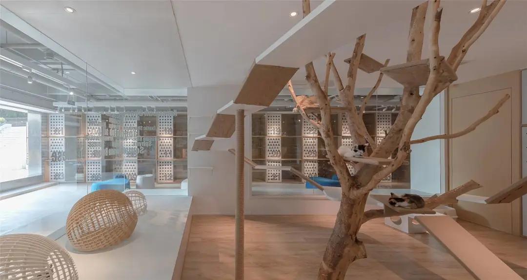 如何装修宠物店高端大气,如何运营一家高端宠物店