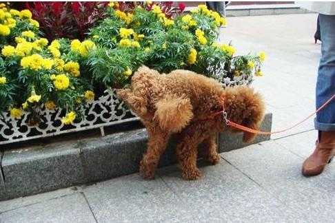 如何引导泰迪去厕所大小便,泰迪1-3个月如何训练定点大小便