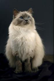 布偶猫的价格适合新手养,布偶猫买什么价格好养