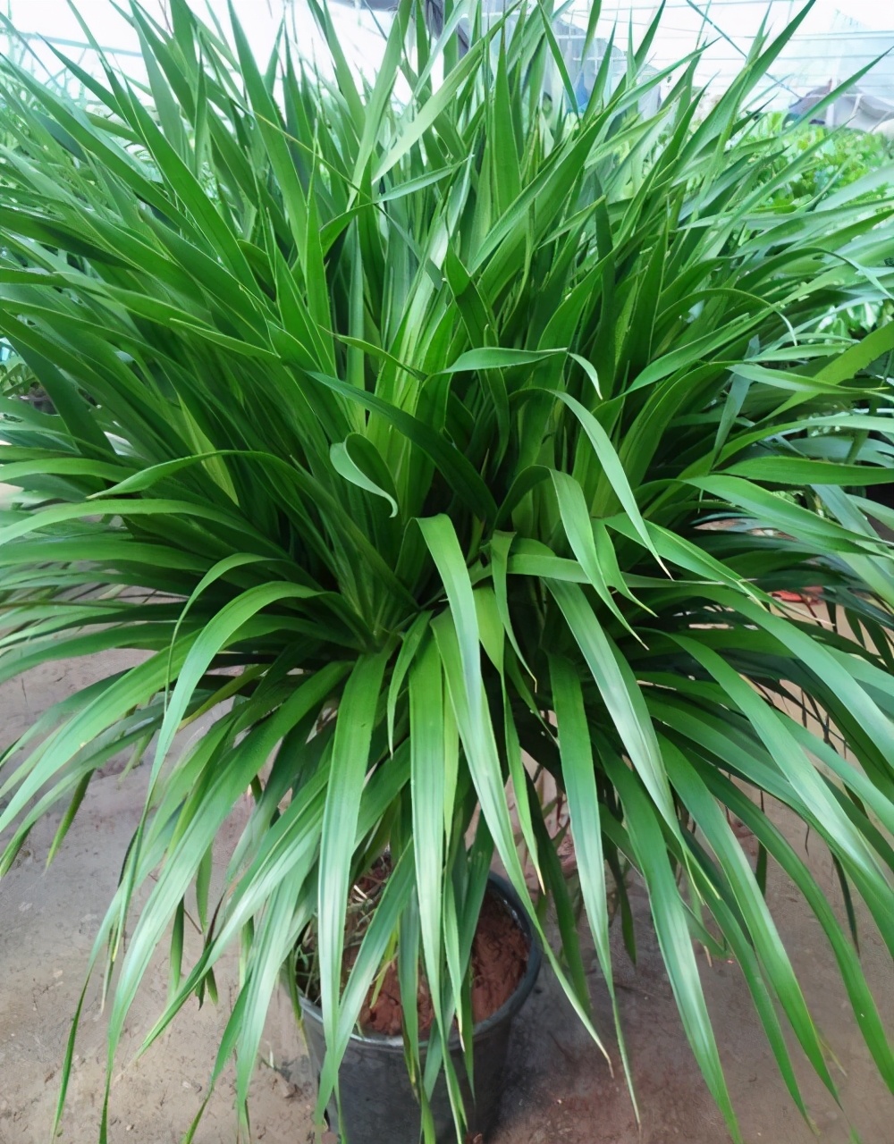 龙血树稀有吗,龙血树冬天叶子卷曲怎么办