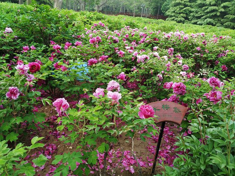 天鹅湖牡丹园景区,天鹅湖景区怎么样