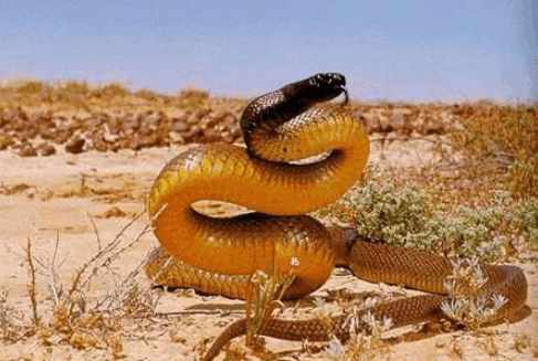 陆地第一毒蛇——细鳞太攀蛇