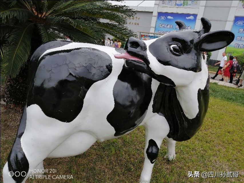 雪宝奶牛场,参观雪兰牛奶工厂心得体会