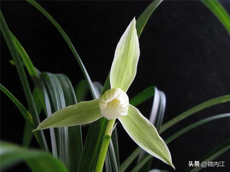 花中珍品！内江这朵花不一般，连*德朱**都很喜欢——