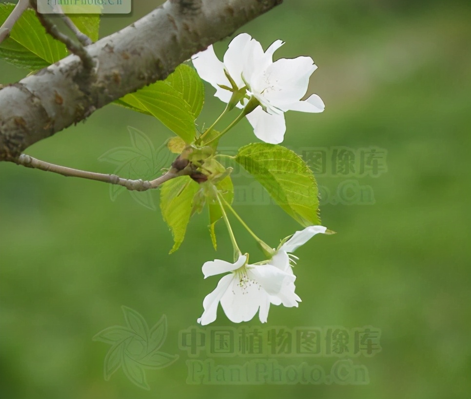 还记得13年前的樱花吗,以前的樱花对比现在的樱花