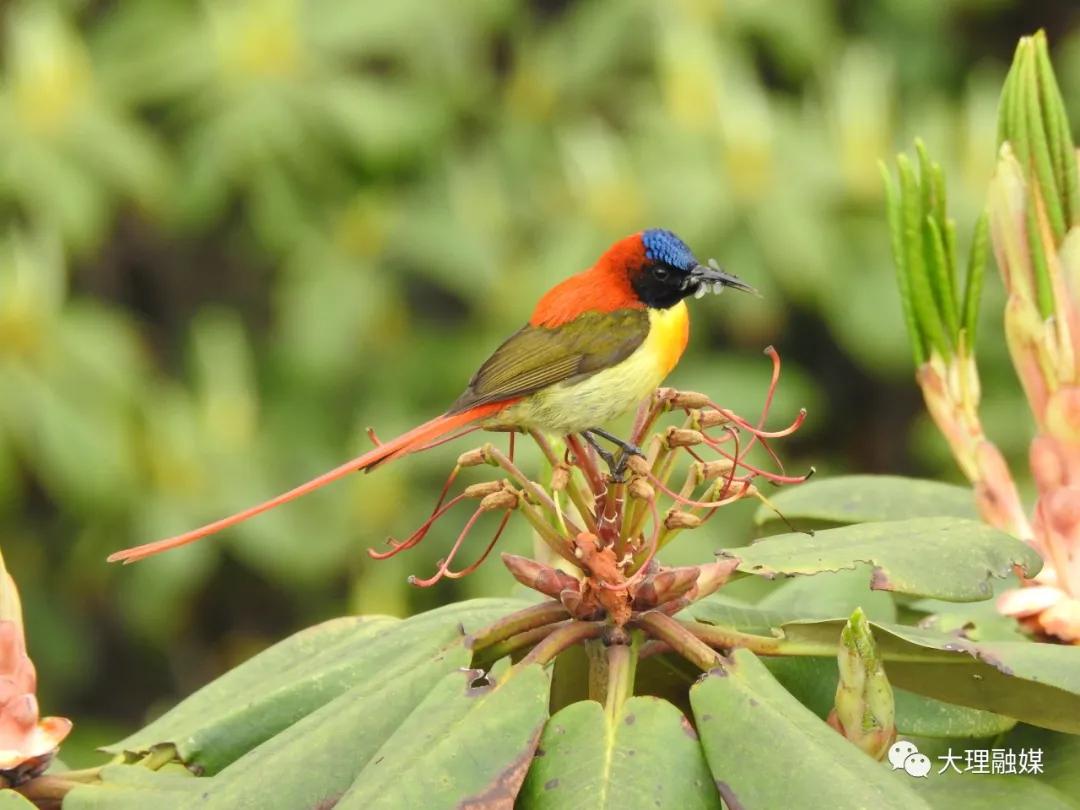 李博洋全部视频,李博洋清华大学