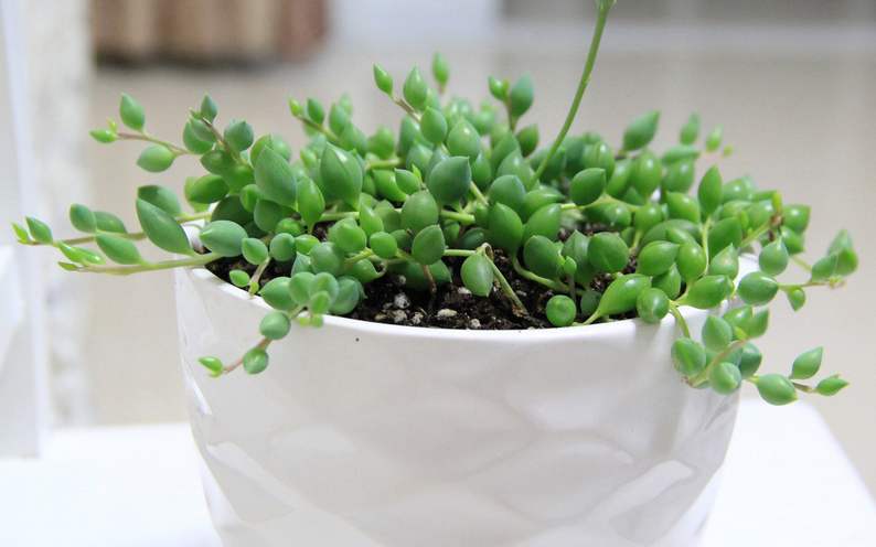 佛珠吊兰藤蔓的养殖方法,多肉吊兰佛珠养殖方法