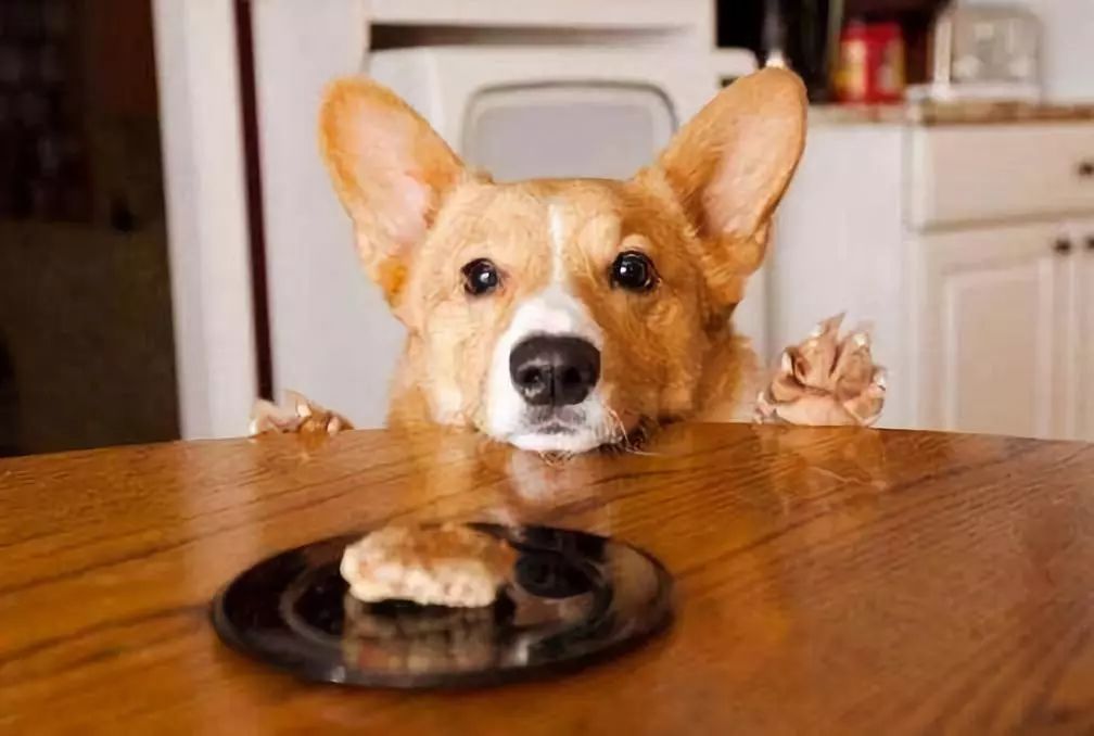 狗狗护食怎么办,狗狗护食的声音