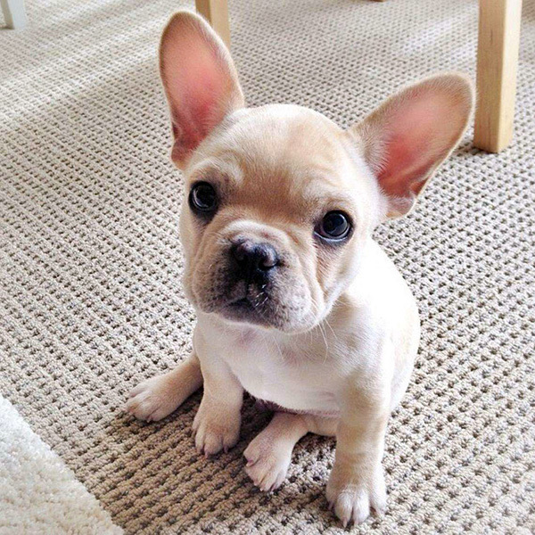 法斗耳朵掉毛什么原因,法斗吐脏东西后掉毛