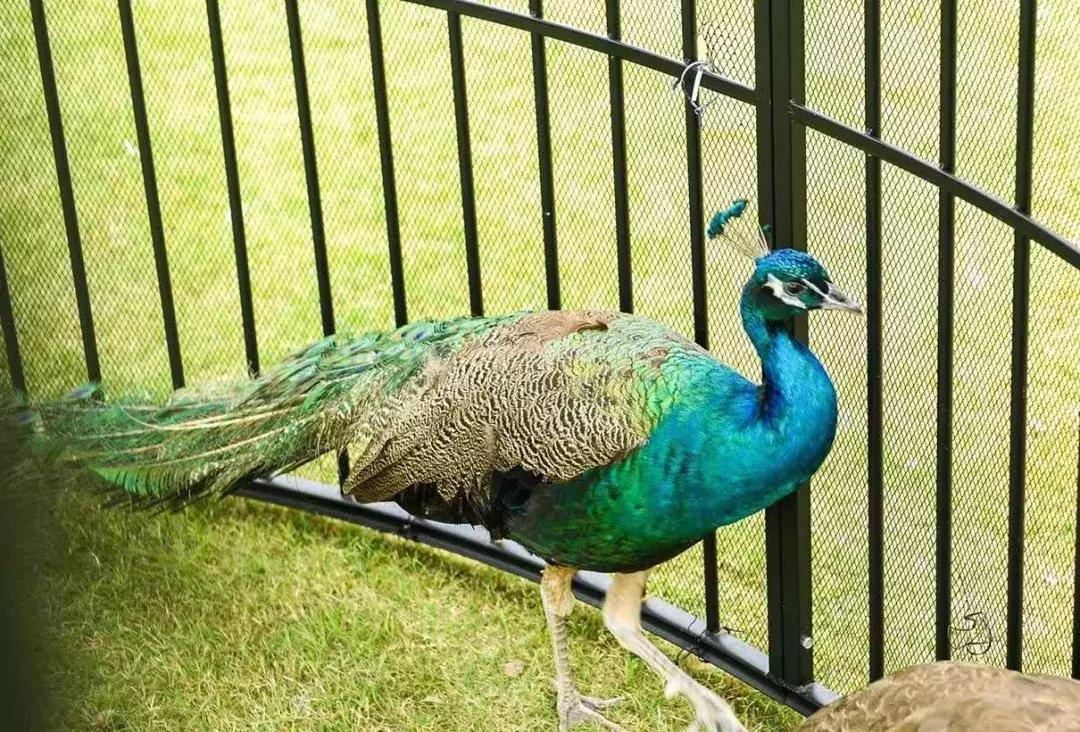 上海治愈系酒店,江浙森系治愈酒店