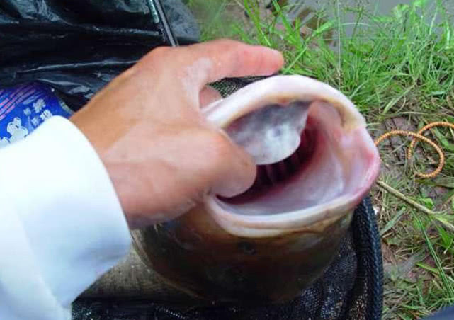 手竿钓大头鱼的最佳方法,手竿钓大头鱼的鱼饵料什么最好