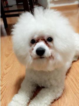 比熊犬有泪痕用什么泪痕液好使,解决比熊犬泪痕送你8个小妙招