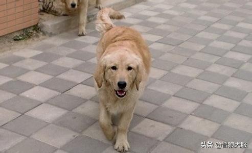 世界第一暖男金毛,最懂人性的金毛犬