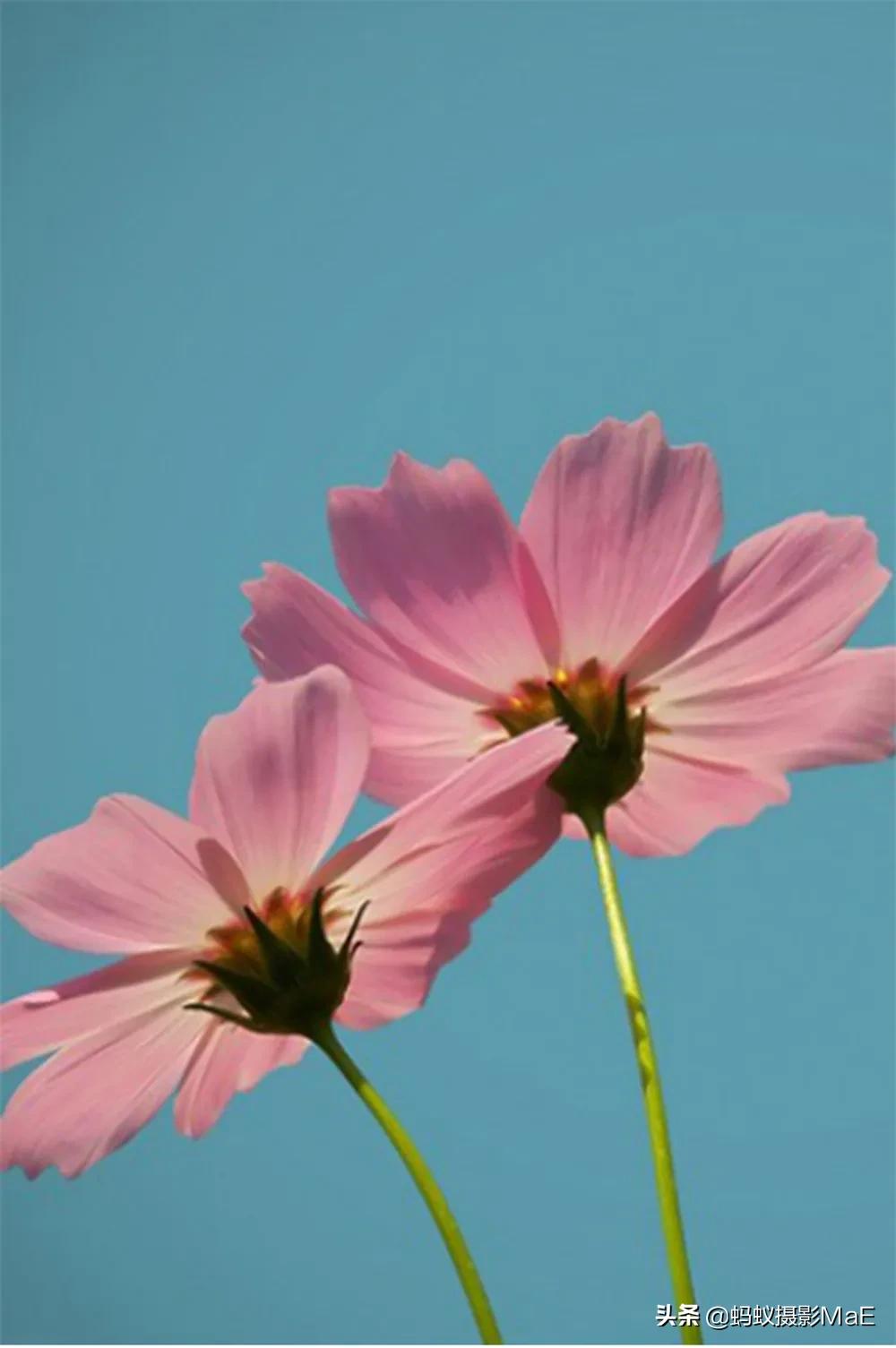 摄影构图有三角式构图吗,为什么摄影越拍要学的越多