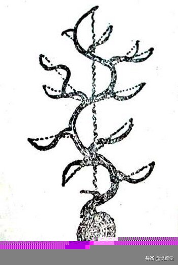 丛林式盆景欣赏,盆景欣赏及制作