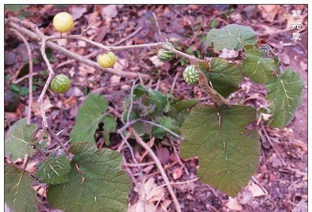 25种常见有毒的花草树木,警惕50种有毒植物