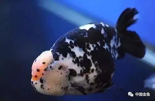 史上最贵的金鱼是什么样的,最贵的金鱼排行榜前十名