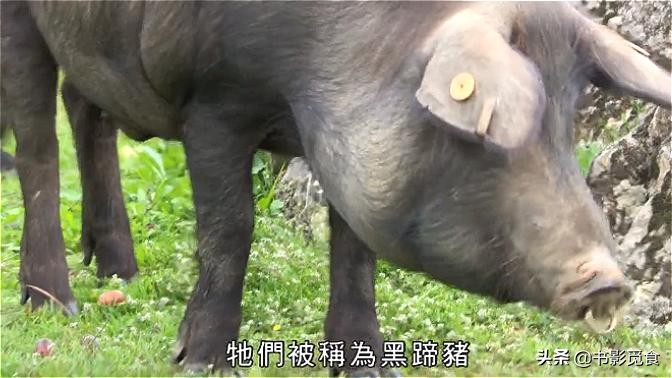 伊比利亚火腿如何制成的,伊比利亚火腿不同部位特点