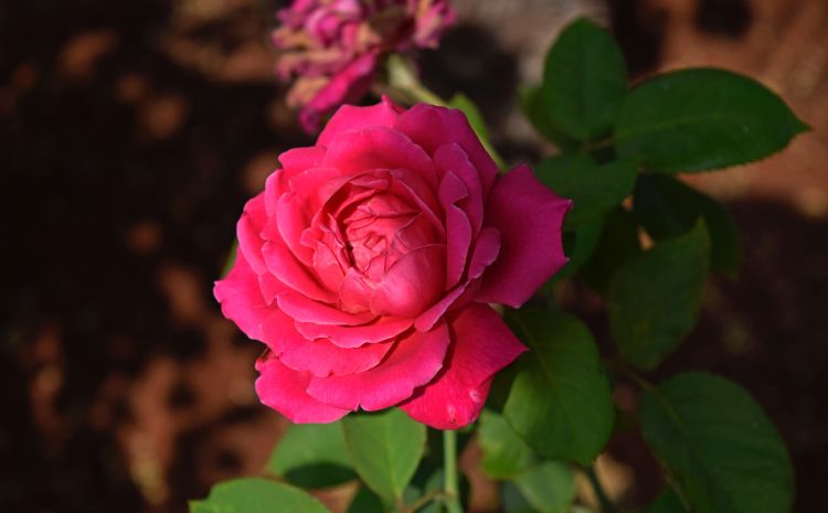 天秤座男对恋人失望了会怎么样呢,天秤座对一个人失望有哪些表现