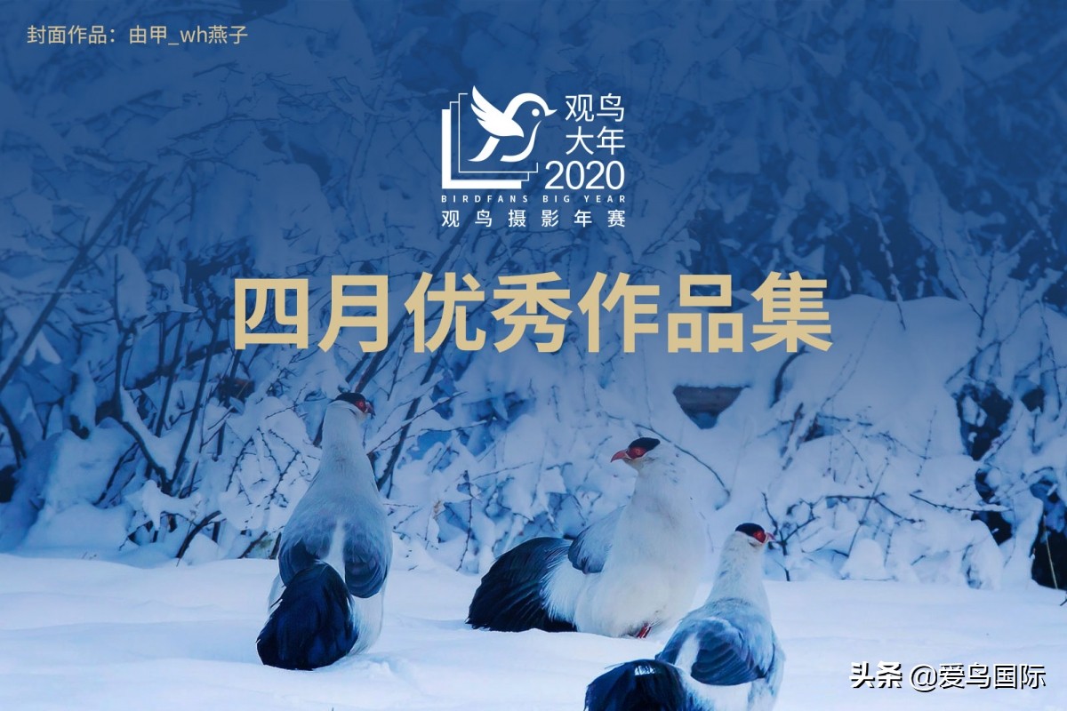 观鸟大年,观鸟作品100幅