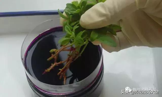 家里过期的小药片兑上水浇花,过期药扔花盆里花蔫了怎么办