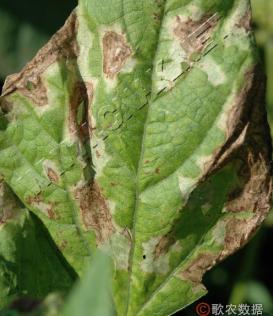 蔬菜细菌病图片大全,破解蔬菜病虫害之谜