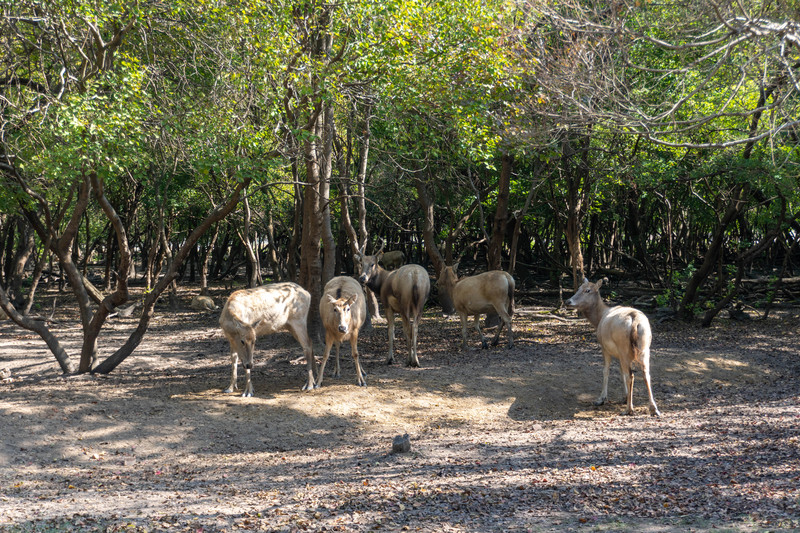 森林麋鹿公园,森林麋鹿