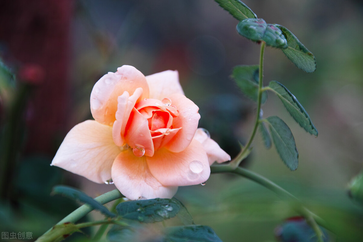 愿时光不老愿我们常在青春易逝,愿时光不老我们不散留住美好时光