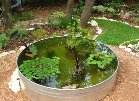 怎么养绿水最简单,怎样用绿水养苗