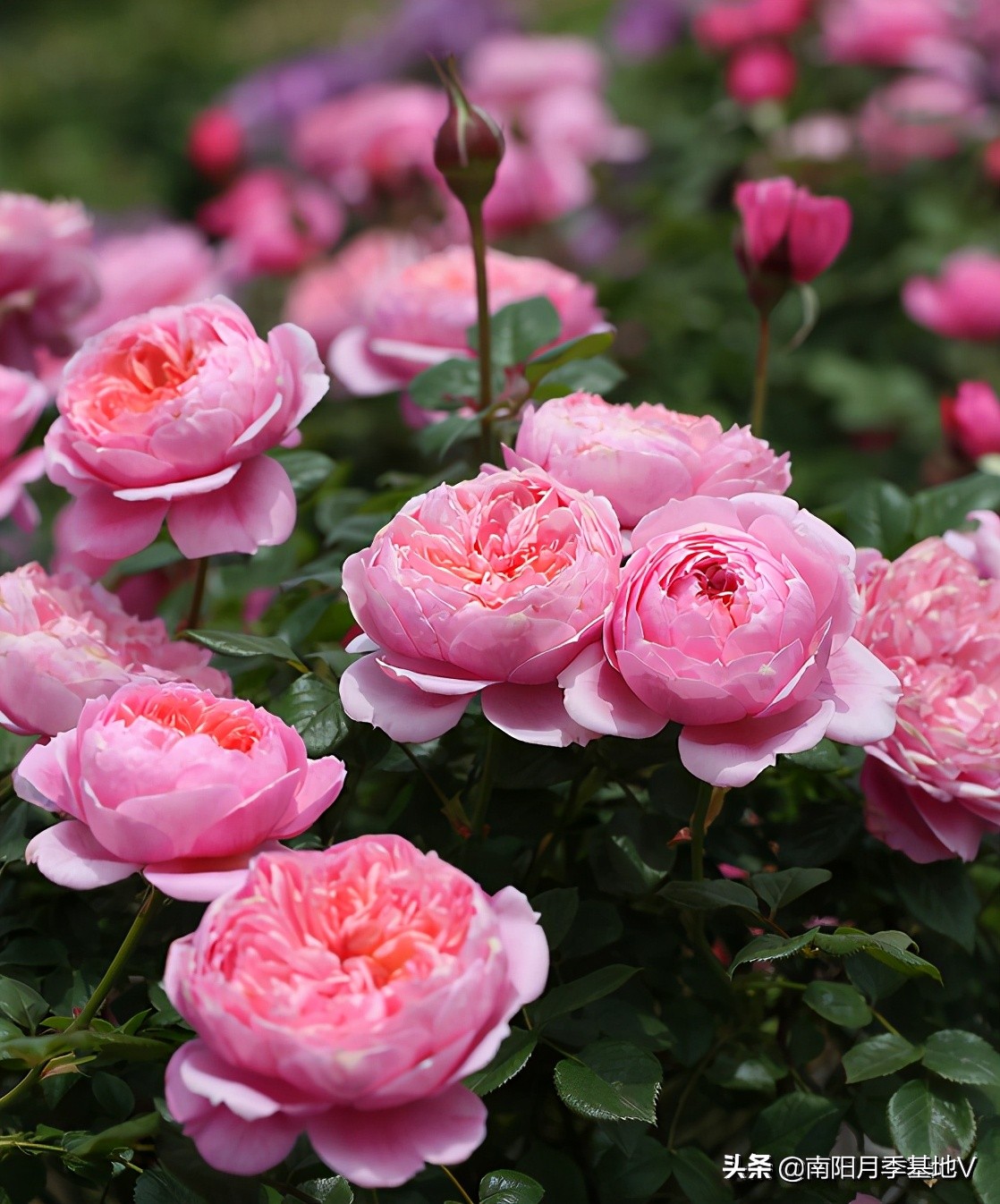 香气大的月季品种大全图片,月季十种好闻的香味